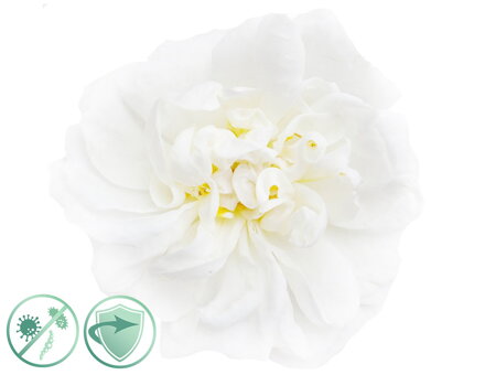 Dezinfekčný olej White Flower New Aroma