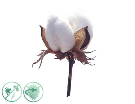 Dezinfekčný olej Soft Cotton New Aroma 
